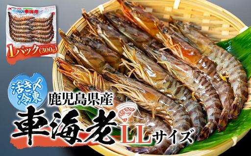 鹿児島県産 活き〆冷凍 車海老(養殖)LLサイズ 300g(10〜12尾)1パック セット[ 海老]