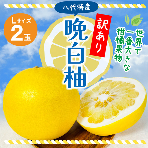 【先行予約】 果物 【訳あり】 晩白柚 Lサイズ 2玉 ばんぺいゆ 柑橘 果物 【2026年12月上旬より順次発送】
