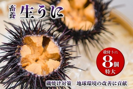 (1369)殻付きウニ 特大8個 生うに 雲丹 長門市 ムラサキウニ 