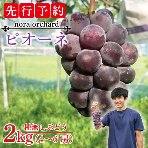 種無し ぶどう ピオーネ 2kg (4～6房) 益子町産 DC002