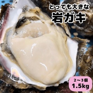先行予約 XXLサイズ!天然岩牡蠣/特上1.5kg(2〜3コ/殻付き生食用)CAS冷凍カキ