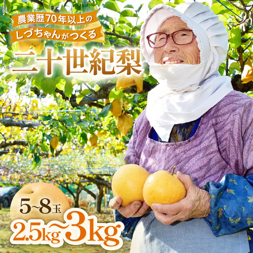 【先行予約】しづちゃんが作る 二十世紀梨 5～8玉入（2.5～3kg） 農業歴70年以上！ / なし 果物 旬 フルーツ 甘い ジューシー 果汁 くだもの シャキシャキ 人気 完熟 もぎたて みずみずしい 越前梨 送料無料 福井 あわら市 ※2026年9月中旬以降順次発送予定 [aw075-a009]