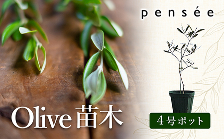 [ 小豆島 ] オリーブ苗木 (4号ポット)1本 植物 観葉植物 オリーブ 苗木 インテリア 香川 香川県 土庄 土庄町