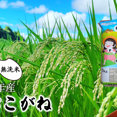 [令和8年産]ふさこがね 無洗米5kgお米千葉県