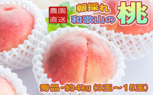  朝採れ 和歌山 の 桃 4kg・秀品【2026年度発送分】 /もも フルーツ 果物 2026年6月下旬～2026年8月上旬頃順次発送 【tec911B】