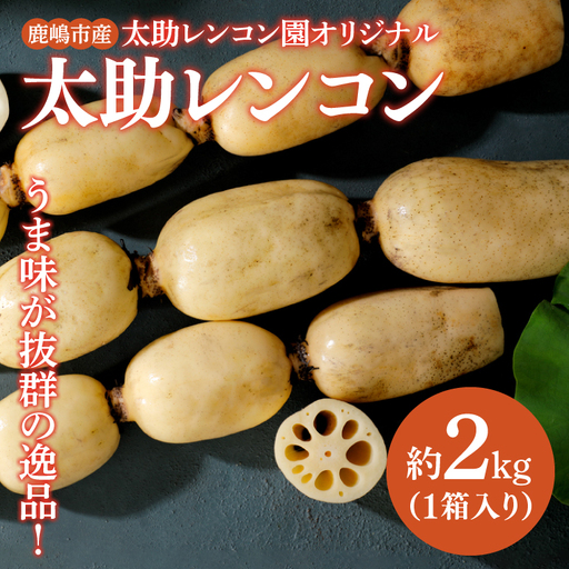 [先行予約][奇跡のレンコン]茨城県鹿嶋市産 太助レンコン 約2kg [れんこん 根菜 蓮根 れん根 2キロ 10000円以内 1万円以内](KBU-1)