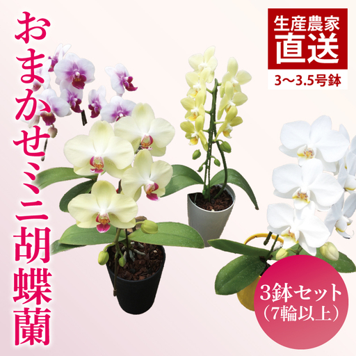 おまかせミニ胡蝶蘭(単鉢・7輪以上)3鉢セット[お花 花 コチョウラン 胡蝶蘭 蘭 贈り物 プレゼント 誕生日 お祝い 誕生日 母の日 父の日 敬老の日 鹿嶋市 茨城県](KAR-8)