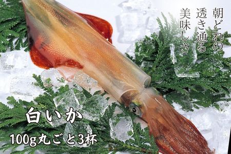 [高級白いか丸ごと 100g×3杯セット]|イカ いか 烏賊 母の日 父の日 個包装 冷凍