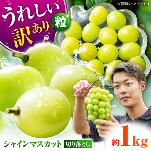 【先行予約】 訳あり シャインマスカット 切り落とし 約1kg  【合同会社 社方園】切り落とし ぶどう フルーツ 熊本県産 国産シャインマスカット [ZBZ006]