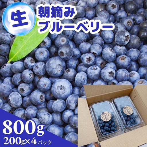 【訳あり】朝摘み ブルーベリー 生果実 800g ブルーベリー ブルーベリー ブルーベリー ブルーベリー ブルーベリー