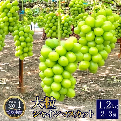 【2026年発送★先行予約】 笛吹市産シャインマスカット 約1.2kg 2～3房　103-001-26y