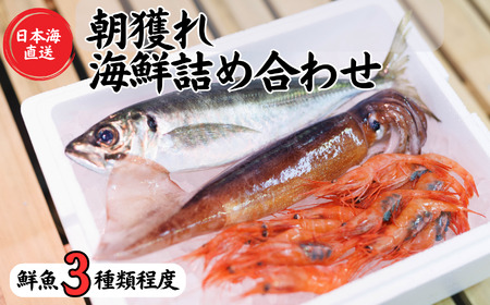 日本海直送 旬の鮮魚詰め合せ【魚種３種程度】鮮魚ボックス 魚のプロが選んだ厳選魚 新潟 糸魚川 能生漁港から朝獲れ新鮮な魚をお届け  (国産 天然 海鮮 お刺身 魚介類セット 鮮魚BOX 便利 簡単 お手軽) 魚正 