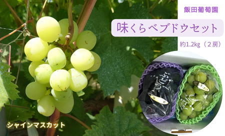 【先行予約】味くらべ ブドウ セット 1.2kg （ シャインマスカットと旬のぶどう ） ｜ ぶどう 葡萄 ※2026年9月～発送