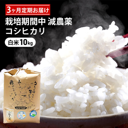 コシヒカリ 栽培期間中 白米10kg 精米 コシヒカリ