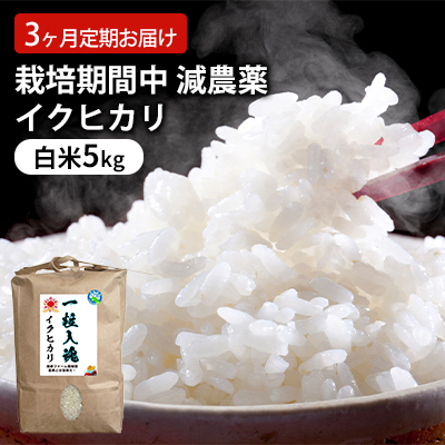 イクヒカリ 栽培期間中 白米5kg 精米 イクヒカリ