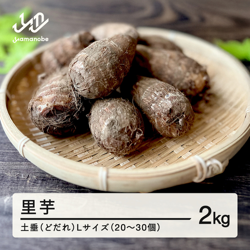 ≪先行予約≫ 2026年 山形県産 里芋 土垂(どだれ) Lサイズ 2kg（20~30個） 2026年11月上旬より順次発送 さといも いも 芋煮会 秋 野菜 F21A-417