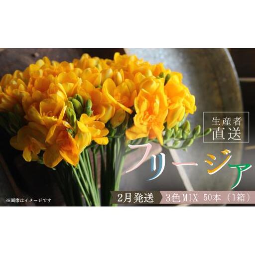【先行予約】2027年2月発送：香り華やぐ フリージア 3色セット　50本 生産者直送 直送 生花 切り花 花 はな 春 先行予約 予約 茨城県 利根町