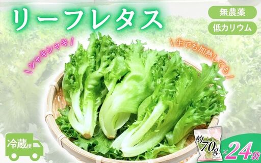 レタス アノレタス（リーフレタス）新鮮シャキシャキ 栽培期間中無農薬低カリウムレタス 24袋セット レタス 【kkry0002】