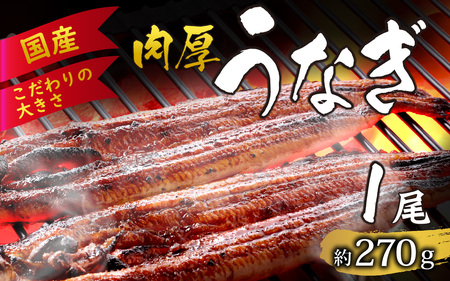 国産 活うなぎ蒲焼 約270g×1尾 [A-124002] 