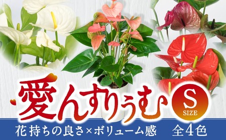 愛んすりうむS アンスリウム 湖東フラワー 滋賀県 東近江市 A-D12 観葉植物 鉢植え 花 プレゼント ギフト お祝い お供え インテリア フラワー グリーン リビング 玄関 飾り おしゃれ