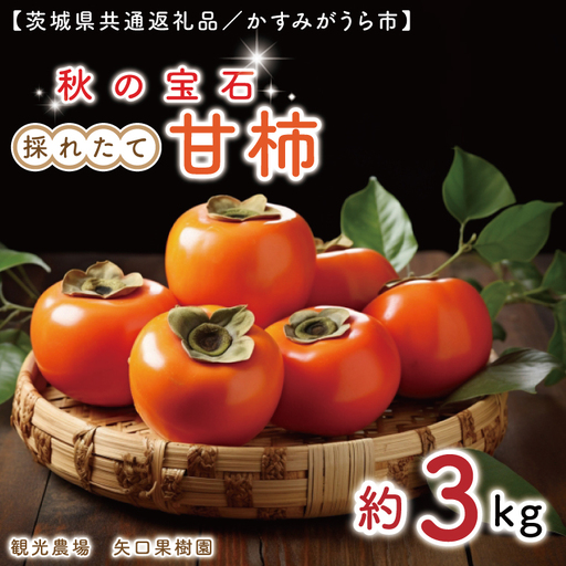 [10月より順次発送][数量限定]秋の宝石。採れたての甘柿3kg(茨城県共通返礼品/かすみがうら市)(FW-5)