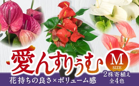 愛んすりうむ(アンスリウム)M(2株寄植え)湖東フラワー 滋賀県 東近江市 B-B05 アンスリウムアンスリューム観葉植物鉢植え花プレゼントギフトお祝いお供えインテリアフラワーグリーンリビング玄関飾りおしゃれ