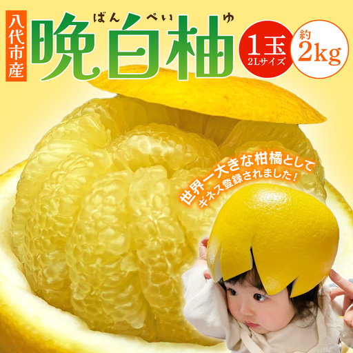 柑橘 【先行予約】熊本県 八代市産　晩白柚　1玉 2Lサイズ 約2kg 【2027年1月上旬より順次発送】 柑橘