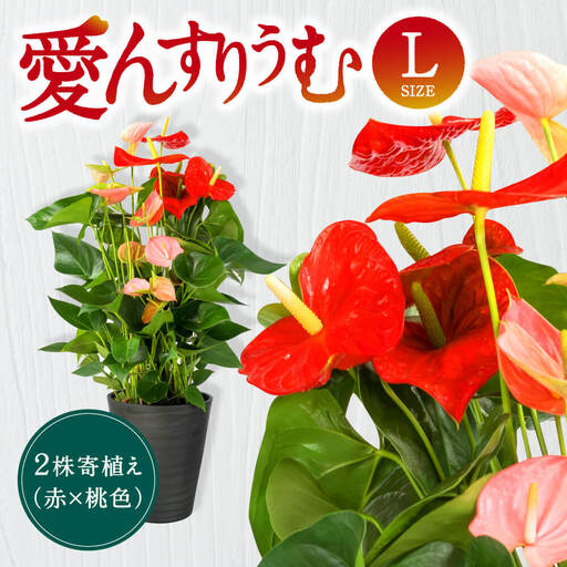愛んすりうむ(アンスリウム)L(2株寄植え/大) 湖東フラワー 滋賀県 東近江市 C17 アンスリウム アンスリューム 観葉植物 鉢植え 花 プレゼント ギフト お祝い お供え インテリア フラワー グリーン リビング 玄関 飾り おしゃれ 手入れ簡単 長持ち 室内 贈答 滋賀県産 ボリューム 赤 桃色 2色