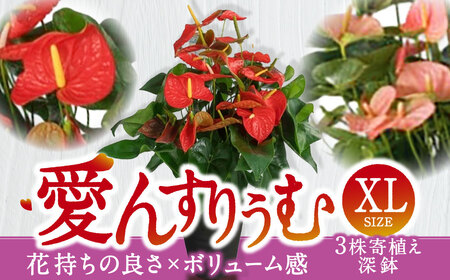 愛んすりうむ(アンスリウム) アンスリウム XL-深(3株寄植え/深鉢) 湖東フラワー 滋賀県 東近江市 D-E24 アンスリューム 観葉植物 鉢植え 花 プレゼント ギフト お祝い お供え インテリア フラワー グリーン リビング 玄関 飾り おしゃれ 手入れ簡単 長持ち 室内 贈答 滋賀県産 ボリューム 3株 4 鉢