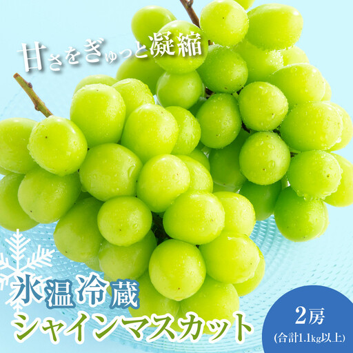 信州やなぎさわ農園果逢　信州産シャインマスカット（1月発送）　冷蔵2房(合計1.1kg以上)大粒&大房 | 果物 ぶどう シャインマスカット 産地直送