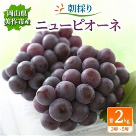 朝採りニューピオーネ2kg(3房～5房)【配送不可地域：離島】【1117968】