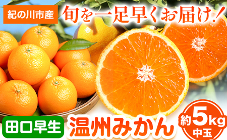 【先行予約】早生みかん(田口早生) 約5kg