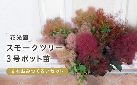 スモークツリー3号ポット苗4本おみつくろいセット | 苗木 ツリー 花木