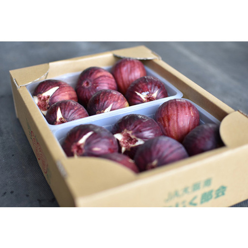 いちじく 朝採り [2026年配送] 約1kg / 無花果 イチジク フルーツ くだもの 果物 果実 朝採れ 新鮮 農家直送 河南町産 大阪府 特産品 No.330