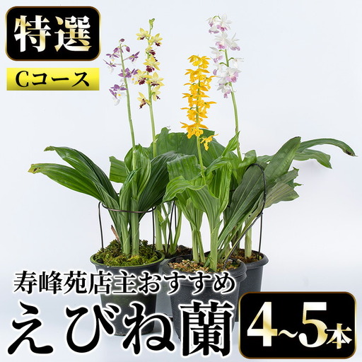 【個数限定】えびね蘭 4本～5本 Cコース 苗 鉢入り【00-045-03】
