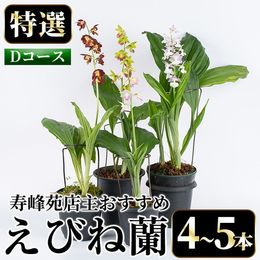 【個数限定】えびね蘭 4本～5本 Dコース 苗 鉢入り【00-045-04】