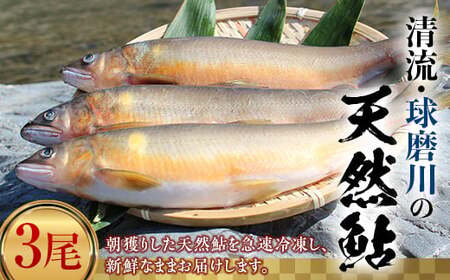 球磨川の天然鮎 3尾 FKP9-366