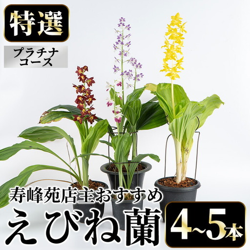 【個数限定】えびね蘭 4本～5本 プラチナコース 苗 鉢入り【00-045-06】