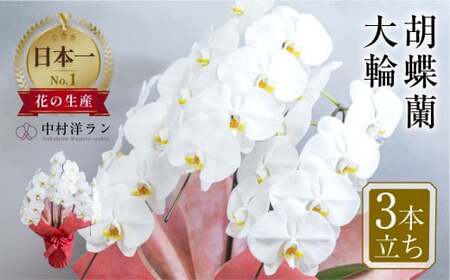 中村洋ラン  胡蝶蘭 大輪 3本立ち 白 ラッピング ／ お花 生花 室内装飾 愛知県 特産品 産地直送 田原市 渥美半島 大輪の胡蝶蘭 3本立ちの胡蝶蘭 ラッピング胡蝶蘭