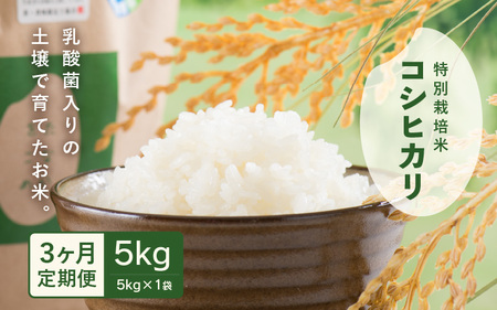 【先行予約】【令和7年産】 定期便 ≪3ヶ月連続お届け≫ 乳酸菌入りの土壌で育てた 福井県 坂井町産 特別栽培米コシヒカリ 5kg (白米) 【2025年10月上旬以降順次発送予定】 [C-4806_01]