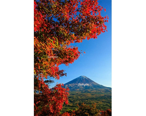 富士山フォトパネル（紅葉） NSF009