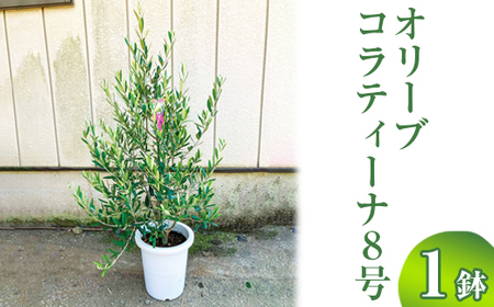 オリーブ コラティーナ8号 ※離島への配送不可 _BZ14