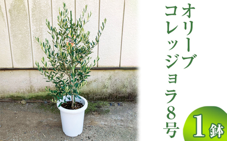 オリーブ コレッジョラ8号 ※離島への配送不可 _BZ15