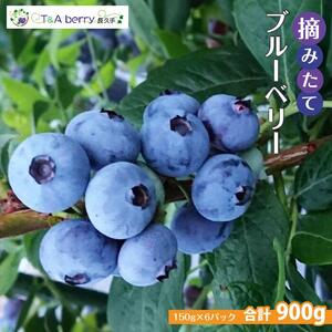【摘みたてフレッシュ】一粒一粒ていねいに摘み取ったブルーベリーを生のままお届け　900g(150g×6パック）［ 摘みたてフレッシュ ブルーベリー 生 セット 果物 フルーツ 人気 おすすめ ギフト プレゼント お取り寄せ 通販 送料無料 ふるさと納税 ］