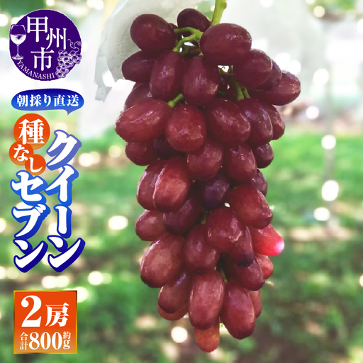 【朝採り直送】クイーンセブン（種無し）2房（約800g）【平均糖度24度】【2026年発送】（AF）B-459 クイーンセブン ぶどう フルーツ