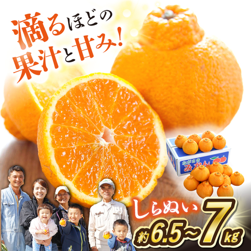 不知火 約6.5～7kg CCT010 不知火