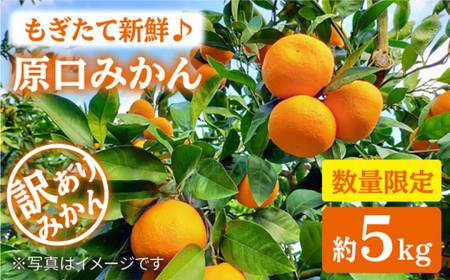 みかん 西海市 [ 訳あり ] 原口みかん 約5kg 西海市 贈答 ギフト 家庭用 みかん[中尾果樹園] 