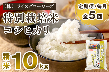 【令和8年産新米先行予約】【定期便5ヶ月毎月お届け】新潟県加茂市産産 特別栽培米コシヒカリ 精米10kg（5kg×2）《10月上旬～順次出荷》 白米 従来品種コシヒカリ （株）ライスグローワーズ