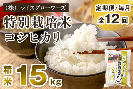 【令和8年産新米先行予約】【定期便12ヶ月毎月お届け】新潟県加茂市産 特別栽培米コシヒカリ 精米15kg（5kg×3）《10月上旬～順次出荷》 白米 従来品種コシヒカリ （株）ライスグローワーズ