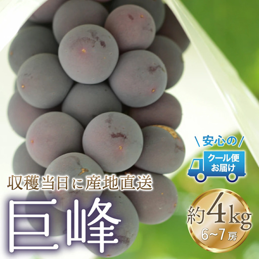 【2026年発送★先行予約】クール便発送　巨峰 4kg (6～7房)  179-011-26y